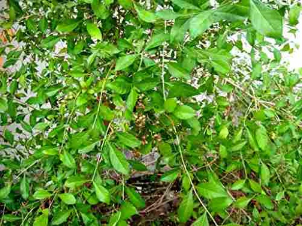 கண் திருஷ்டி நீங்கும்