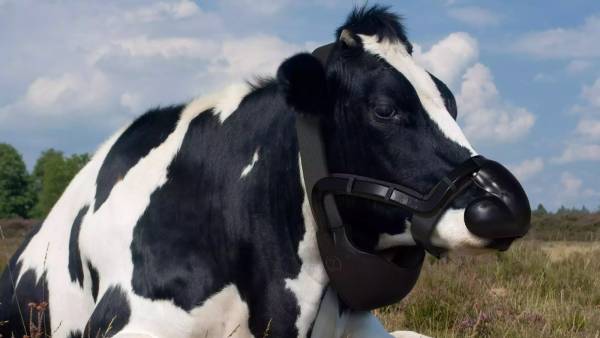  பசுமை இல்ல வாசு