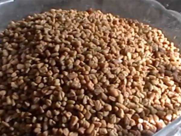 வெந்தயம் மகிமை வெந்தயம் மகிமை