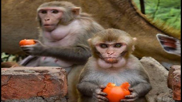 எத்தனை நாட்கள் சிகிக்சை எத்தனை நாட்கள் சிகிக்சை