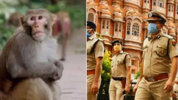  ஆதாரங்களை தூக்கி சென்ற குரங்கு 