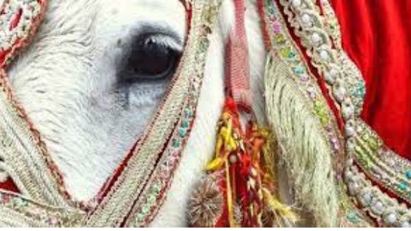 குதிரையில் இருந்து இறங்க மிரட்டல் 