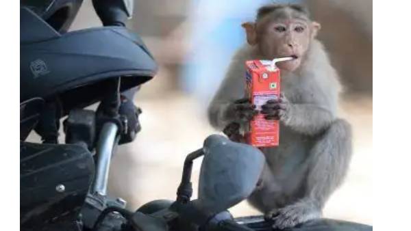 ஆசியாவில் பரவும் குரங்கு அம்மை