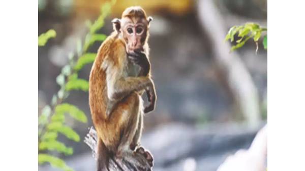  கொலை வழக்கில் கைது 