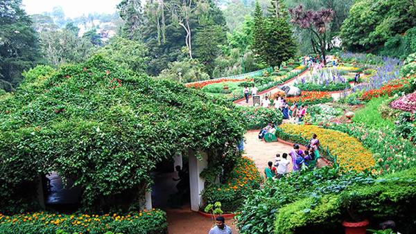 கார்னேசன் மலர்கள்