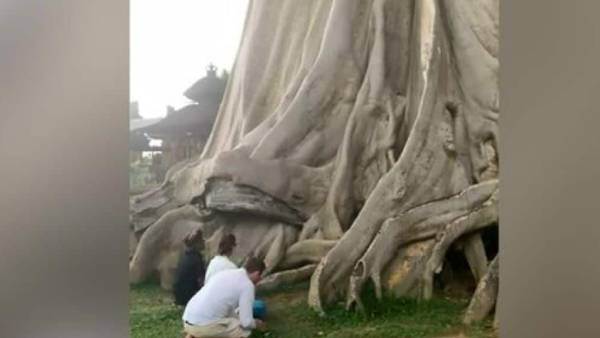 ஆலமரம் ஆலமரம்