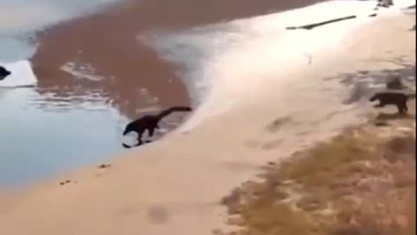 குட்டி டைனோசர்கள் கூட்டம்