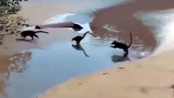 கோடிமுண்டிஸ்