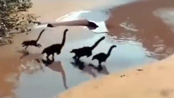 குட்டி அல்ல கோட்டி