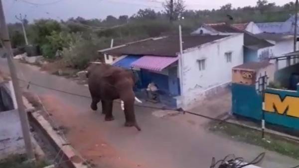 பாகுபலி யானை பாகுபலி யானை