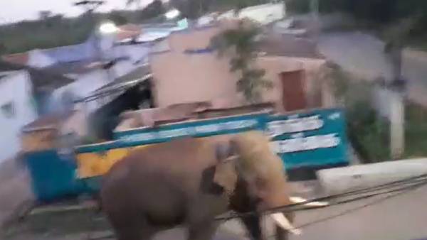 ஒற்றை காட்டு யானை ஒற்றை காட்டு யானை