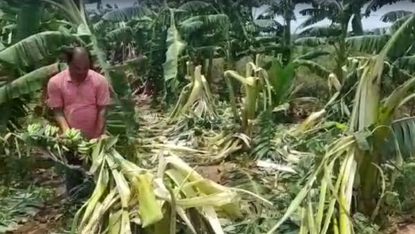 வாழை மரங்கள் சேதம் வாழை மரங்கள் சேதம்