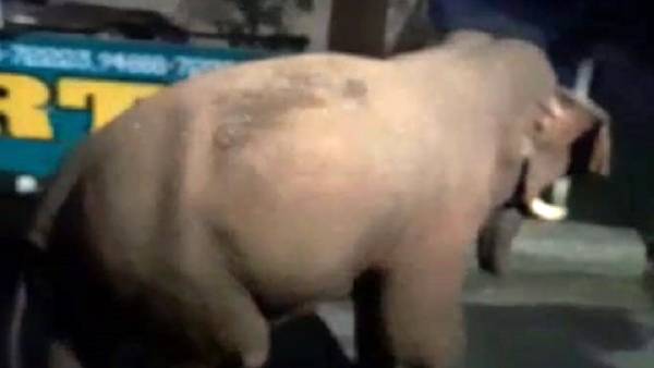  ஒய்யாரமாக நடை போட்ட பாகுபலி