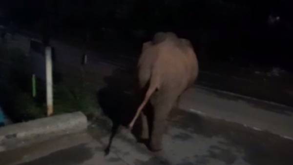 பாகுபலி