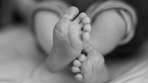 வேப்பமரம்