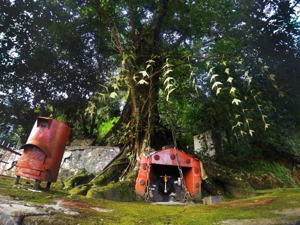 சங்கிலி மரம் சங்கிலி மரம்