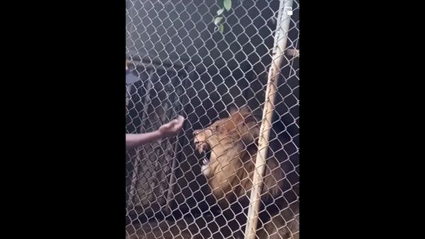  சிங்கத்திடம் சிக்கிய விரல்