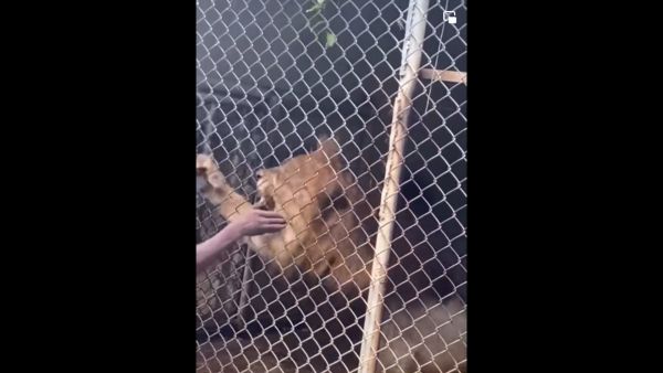 விளையாட்டு