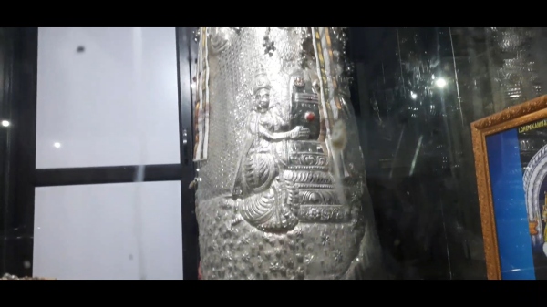  காய்த்து குலுங்கும் மா மரம் 