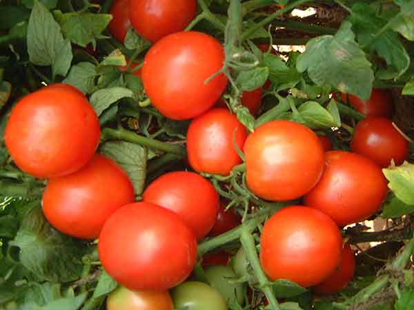 உரம் விலை 