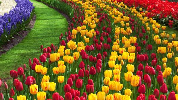 மலர் கண்காட்சி