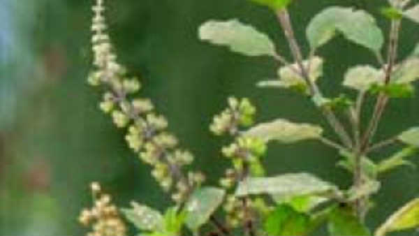 துளசி தொட்டாற்சிணுங்கி துளசி தொட்டாற்சிணுங்கி