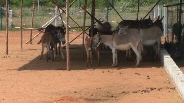 கழுதைப்பாலின் மகத்துவம் 