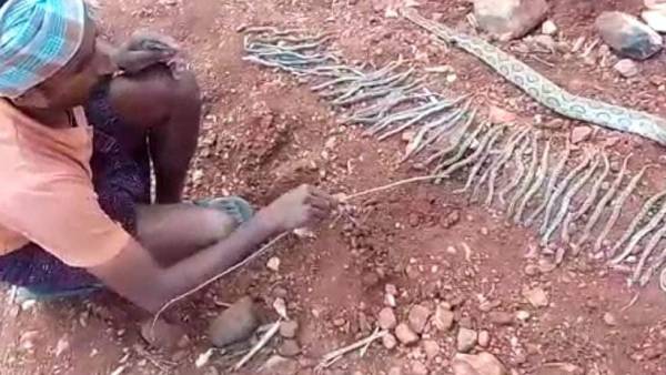 விஷத்தன்மை கொண்ட பாம்புகள் விஷத்தன்மை கொண்ட பாம்புகள்