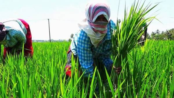 பயிர்க்கடன் பயிர்க்கடன்