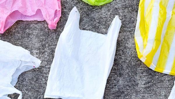  பாக்டீரியாக்கள் 