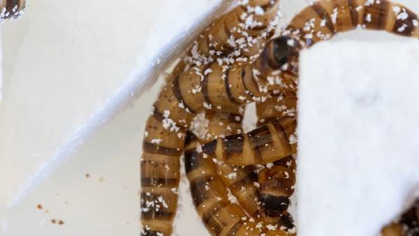  சூப்பர் வார்ம்