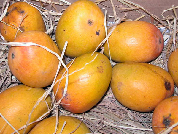 மாம்பழம் மாம்பழம்
