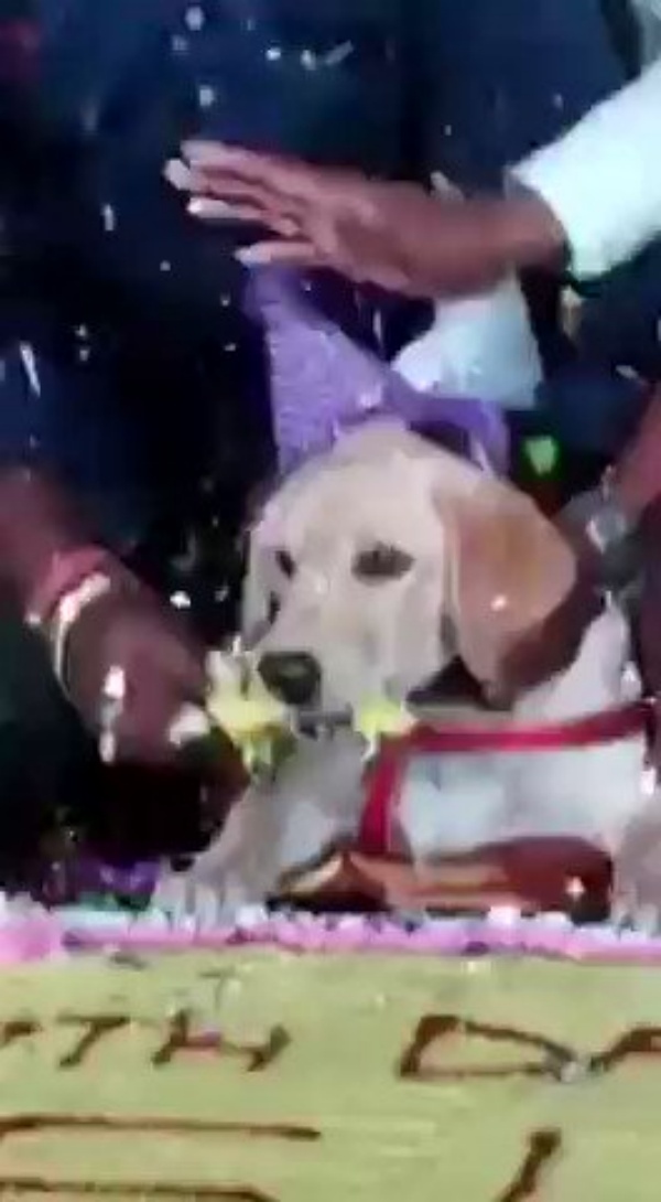  நாய்