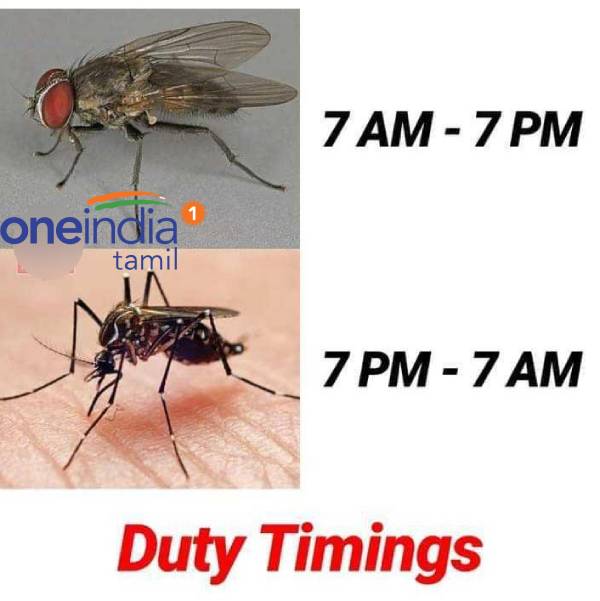 Funny memes collection on mosquito