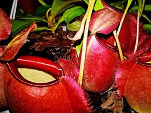 முதல் செடி முதல் செடி