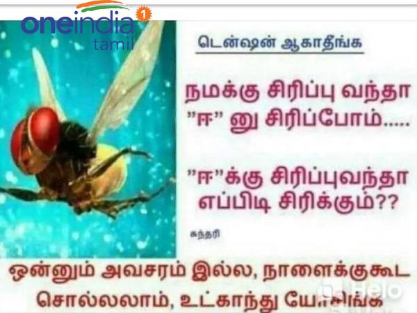 Funny memes collection on mosquito