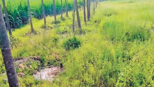 வழக்கு வழக்கு