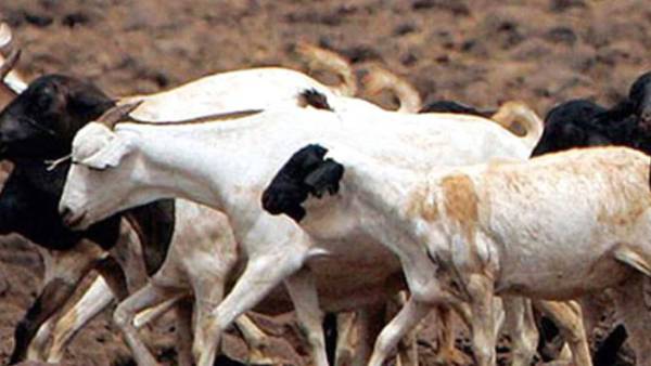 ஆடுகள் பலி 