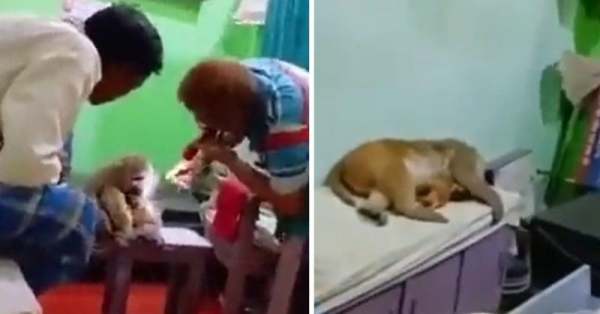  அமைதியாக இருந்த குரங்கு