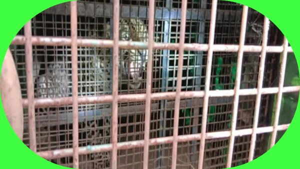  ஆடு, மாடுகள்