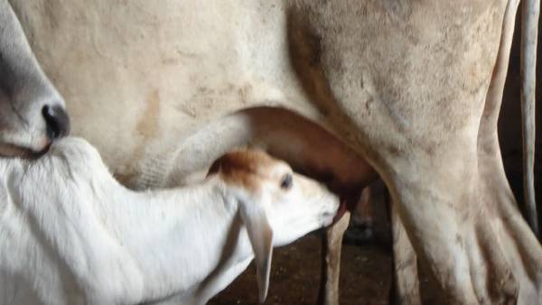 ஆடு மேய்த்த இளைஞர் 