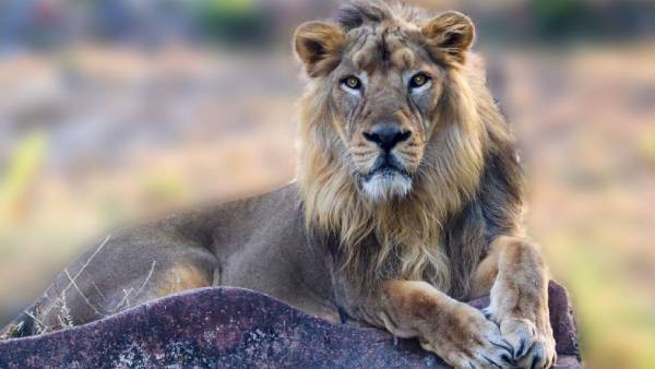 சிங்கக்குட்டி