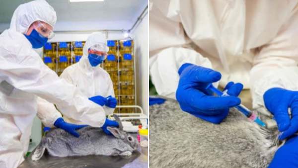 தடுப்பூசி அளவு தடுப்பூசி அளவு