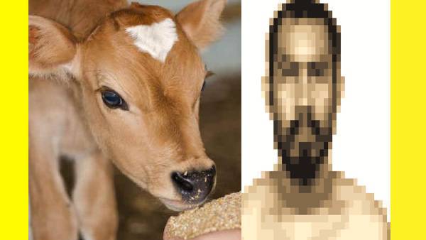  மாடு திருடினாரா?