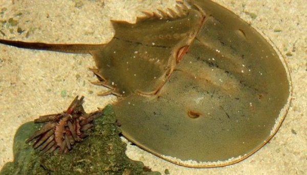  அமெரிக்கா 