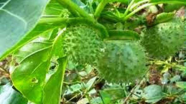 ஊமத்தங்காய் தீபம் 