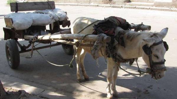  நடவடிக்கை