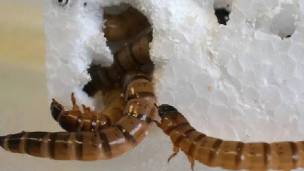  எப்படி பயன்படும்