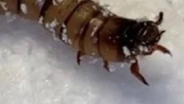  வணிக ரீதியாக