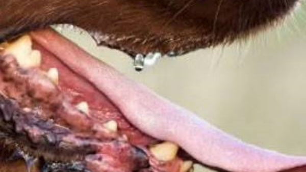  வெறிநாய்கள் 